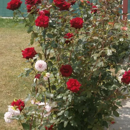 Garden Lednice